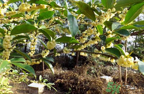 新鮮桂花能吃嗎？新鮮桂花怎么吃？