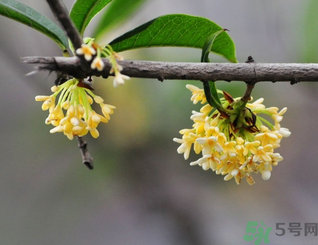 新鮮桂花可以做什么好吃的？新鮮桂花的做法大全