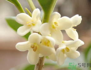 新鮮桂花可以做什么好吃的？新鮮桂花的做法大全