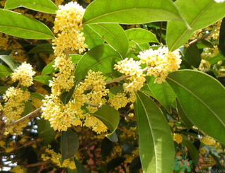 新鮮桂花可以做什么好吃的？新鮮桂花的做法大全