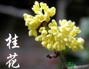 剛摘的桂花怎么處理？桂花摘下來怎么處理？