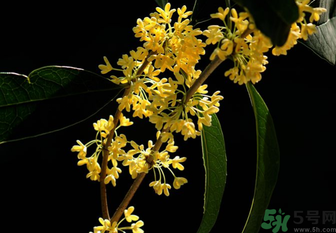 剛摘的桂花怎么處理？桂花摘下來怎么處理？