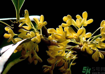剛摘的桂花怎么處理？桂花摘下來怎么處理？