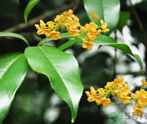 剛摘的桂花怎么清洗？新鮮桂花怎么清洗？