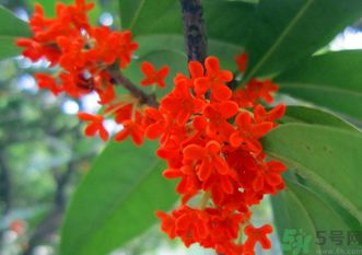 剛摘的桂花怎么清洗？新鮮桂花怎么清洗？