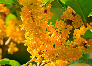 剛摘的桂花怎么清洗？新鮮桂花怎么清洗？