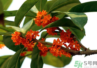 桂花怎么保存？桂花怎么保存香味？
