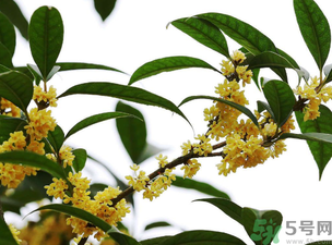 桂花怎么保存？桂花怎么保存香味？