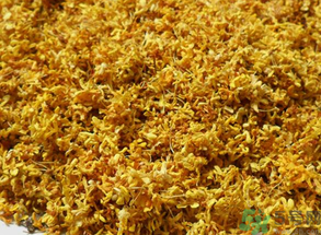  桂花多少錢一斤？桂花多少錢一兩？