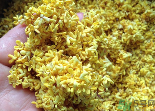 新鮮桂花怎么吃？新鮮桂花的食用方法