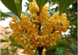 新鮮桂花怎么吃？新鮮桂花的食用方法