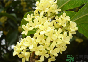 新鮮桂花怎么吃？新鮮桂花的食用方法