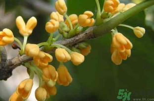剛摘的桂花能吃嗎？剛摘的桂花可以吃嗎？