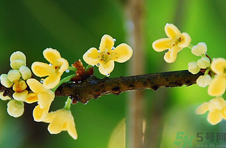 剛摘的桂花能吃嗎？剛摘的桂花可以吃嗎？