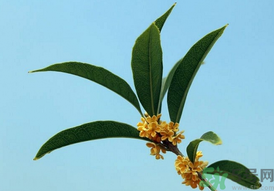 桂花可以做什么？新鮮桂花可以做什么？