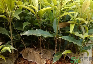 桂花可以做什么？新鮮桂花可以做什么？