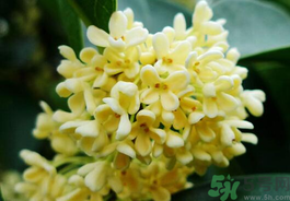 剛摘的桂花有蟲(chóng)怎么辦？干桂花長(zhǎng)蟲(chóng)怎么辦？
