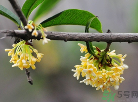剛摘的桂花有蟲(chóng)怎么辦？干桂花長(zhǎng)蟲(chóng)怎么辦？