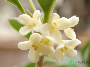 新鮮桂花怎么做干桂花？剛摘的桂花怎么處理成干桂花？