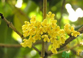 桂花怎么曬干？桂花曬好后可以做什么？