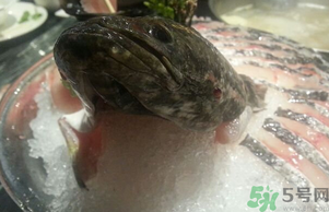 黑魚(yú)死了還能吃嗎？死黑魚(yú)能吃嗎？