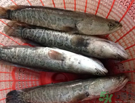 黑魚(yú)死了還能吃嗎？死黑魚(yú)能吃嗎？