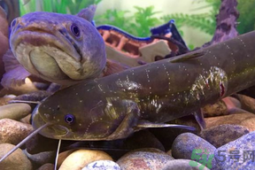 黑魚(yú)死了還能吃嗎？死黑魚(yú)能吃嗎？