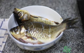 鯽魚死了還能吃嗎？死鯽魚能吃嗎？
