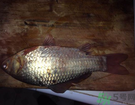 鯽魚死了還能吃嗎？死鯽魚能吃嗎？