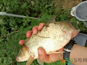 鯽魚死了多久不能吃？剛死的鯽魚能吃嗎？