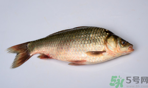 鯽魚死了多久不能吃？剛死的鯽魚能吃嗎？
