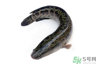 黑魚怎么洗掉身上的粘液？黑魚怎么洗才干凈？
