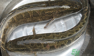 黑魚怎么洗掉身上的粘液？黑魚怎么洗才干凈？