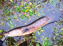 黑魚怎么釣？釣黑魚技巧