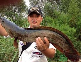 釣黑魚用什么餌？釣黑魚用什么餌最好？