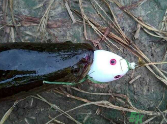 釣黑魚用什么餌？釣黑魚用什么餌最好？
