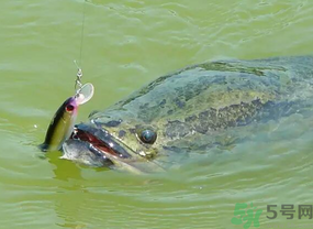 路亞釣黑魚用什么假餌？路亞釣黑魚用什么餌？