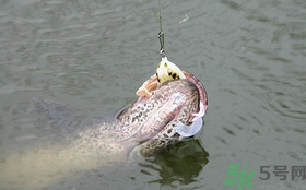 路亞釣黑魚用什么假餌？路亞釣黑魚用什么餌？
