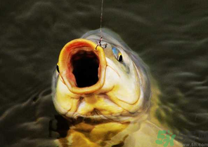夜釣鯉魚用什么餌料？秋天夜釣鯉魚用什么餌料？