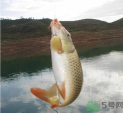 夜釣鯉魚用什么餌料？秋天夜釣鯉魚用什么餌料？