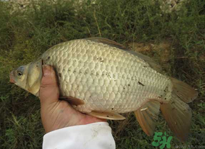 秋天夜釣鯽魚(yú)用什么餌料？秋天夜釣鯽魚(yú)餌料配方