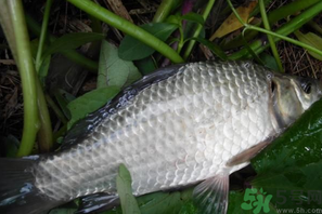 秋天夜釣鯽魚(yú)用什么餌料？秋天夜釣鯽魚(yú)餌料配方