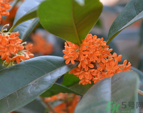 桂花可以做什么食物？桂花可以做什么吃的？
