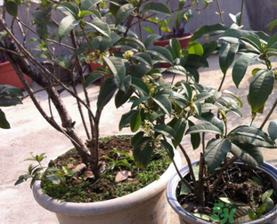 桂花可以做什么？新鮮桂花可以做什么？