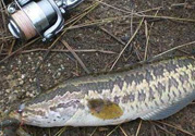 釣黑魚用什么餌？釣黑魚用什么餌最好？