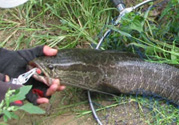 路亞釣黑魚用什么假餌？路亞釣黑魚用什么餌？