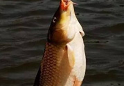 夜釣鯉魚用什么餌料？秋天夜釣鯉魚用什么餌料？