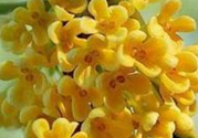 桂花怎么做香水？新鮮桂花怎么做香水？