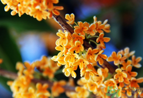 桂花一年開幾次花？桂花是幾月份開花？