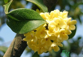 桂花一年開幾次花？桂花是幾月份開花？